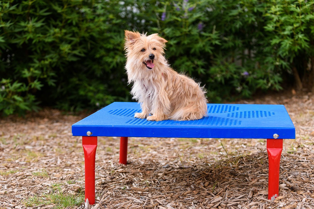 PBARK-420 Paws Table-Playful-Lifestyle