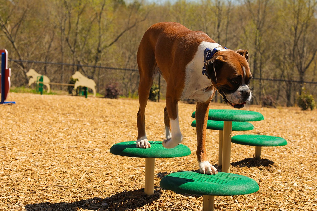 PBARK-470 - Stepping Paws-Natual-Lifestyle
